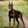 veniamin_doberman