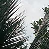 cokycariberkah