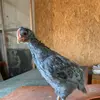 thecutesmallchicken