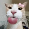 kn_cteeee