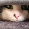 tofik123_1