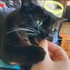 stinkycat18