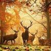 mohammadmoshtaq95