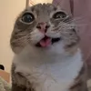 sanitystinks