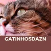 gatinhosdazn