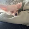 ilovemypuppy166