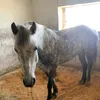 littledocser