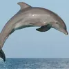tiedyedolphinboy