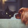 smartpetsofficial
