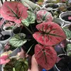 endadjamans