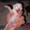 meomeoml1