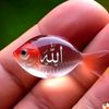 salaahmed473