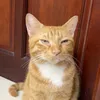 Vịt sắp gầy