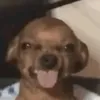 danzelindistress8