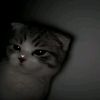 n_rfspt