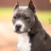 natalinatali7612