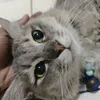 oraykadut_42