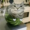 flowers_andcats0