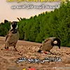 كربلاء حبيبتي