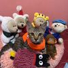 tabbycat6_241