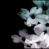 sadiasultana_000