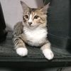 Ms