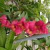 fahima__m