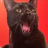 dxxxvlii