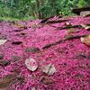 pinkkk_66
