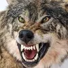 wolfchild1981