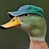 hat_duck