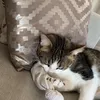 simba0000000000000000000