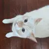 also.cat