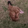 catmandoo8