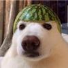 dog_head_with_melon