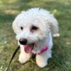 snowy.thebichonpoo