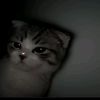 .15_juliii