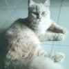 oliviaqueen986