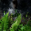 y0024045