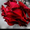 status_kingt__12