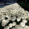 shahd19930