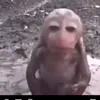 _tussi_wuarrios_pa