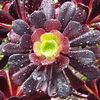 tressatriesgardening