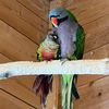 parrotrescueteam