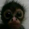 bolito.fofito666