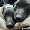 oakley_and_olive