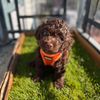 lilmrjasper