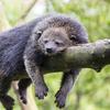 bibinturong