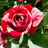 dieule.7368