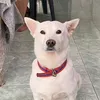 ellismolii